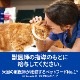 �ҥ륺 �ץꥹ����ץ����������å� ǭ�� c/d �ޥ������ ����ե����� �ɥ饤 2kg