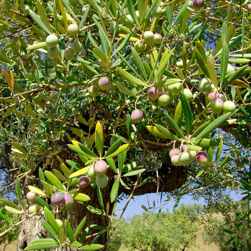 Xenia クセニア エキストラバージンオリーブオイル 250ml×1本 ギリシャ