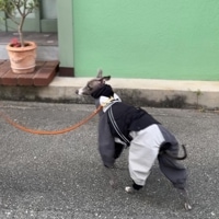 ɿ쥤󥳡ȡɥ֥졼 - Coal Grey <br>GASU Vautrer / [Coal Grey] Detachable 4-Leg Raincoat / Windbreaker Jacket