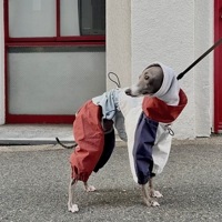 ɿ쥤󥳡ȡɥ֥졼 - Brick Blue<br>GASU Vautrer / [Brick Blue] Strong Waterproof Detachable 4-Leg Raincoat / Windbreaker Jacket