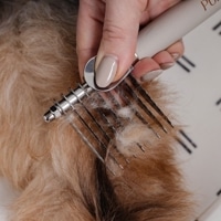 Ӷ̽<br>Dematting CombThe Detangler