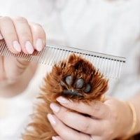 EVERYDAY<br>Everyday Comb
