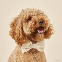 Velvet Dog Bow Tie - Ivory