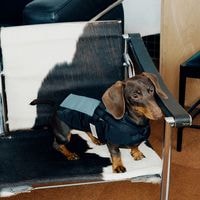 ���ݡ��ƥ��٥��ȡʥϡ��ͥ���°��- Black*Blue <br> GASU Vari���t��� ��Sporty Vest With  Harness