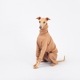 ��SALE��ONESIE - Peanut