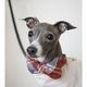 Flannel Dog Bow Tie - Maple Plaid
