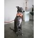Flannel Dog Bow Tie - Pumpkin Spice Plaid