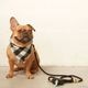 Marine Rope Dog Leash - Black