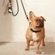 Marine Rope Dog Leash - Black
