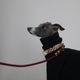 Marine Rope Dog Leash - Wine