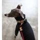 Marine Rope Dog Leash - Wine