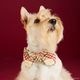Flannel Dog Collar - Eggnog Plaid