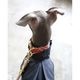 Flannel Dog Collar - Maple Plaid