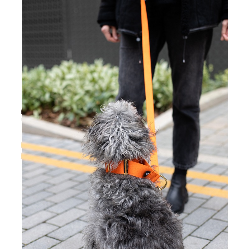 COTTON MARTINGALE COLLAR - Orange
