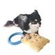ī�����꡼���ɥå��ȥ� �ӥ����å�<br>Breakfast Series Dog Toy Biscuit