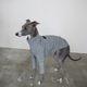 �˥åȥ饤�����åȥ��- Grey <br> GASU Svelte ��2-Leg Fit Shirt 