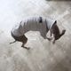 �˥åȥ饤�����åȥ��- Grey <br> GASU Svelte ��2-Leg Fit Shirt 