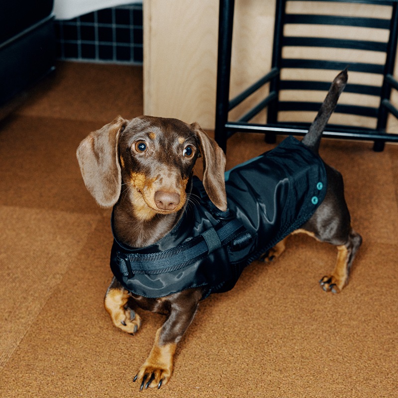 ���ݡ��ƥ��٥��ȡʥϡ��ͥ���°��- Brass*Grey <br> GASU Vari���t��� ��Sporty Vest With  Harness
