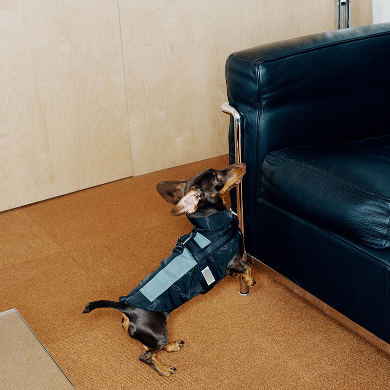 ���ݡ��ƥ��٥��ȡʥϡ��ͥ���°��- Brass*Grey <br> GASU Vari���t��� ��Sporty Vest With  Harness