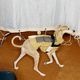 ���ݡ��ƥ��٥��ȡʥϡ��ͥ���°��- Brass*Grey <br> GASU Vari���t��� ��Sporty Vest With  Harness