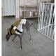 ���ݡ��ƥ��٥��ȡʥϡ��ͥ���°��- Brass*Grey <br> GASU Vari���t��� ��Sporty Vest With  Harness