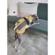 ���ݡ��ƥ��٥��ȡʥϡ��ͥ���°��- Brass*Grey <br> GASU Vari���t��� ��Sporty Vest With  Harness