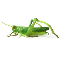 GIANT GRASHOPPER ���㥤����� ���饹�ۥåѡ� �ӥå��Хå�