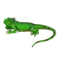 GIANT IGUANA ���㥤����� ��������