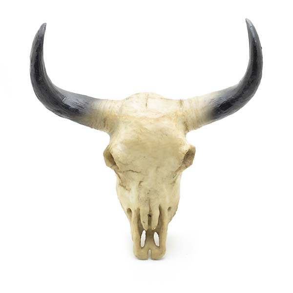 牛の頭骨
