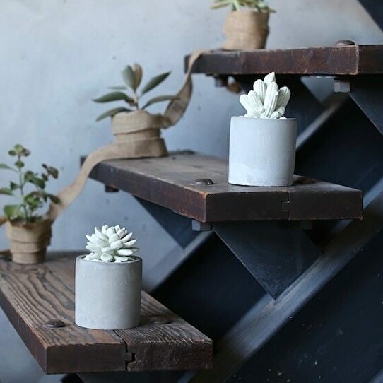 特大　実生　ロフォフォラ　デフューサー　白花　樽鉢　鉢ごと送料込み 植木鉢 大型 ファイバーセメント製 ロッカー Uポット ホワイト（白