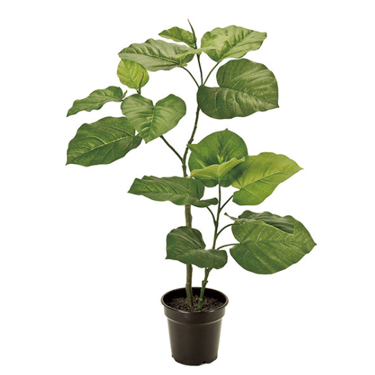 �����ȥ��꡼�󡡥���٥顼�����ݥåȡ����դ�