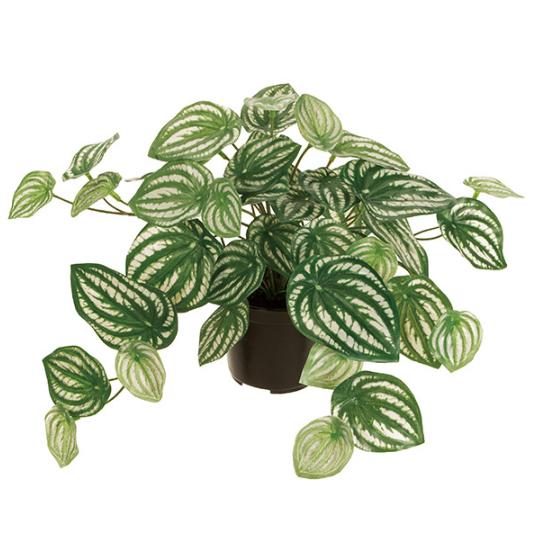 �����ȥ��꡼�󡡥ڥڥ��ߥ��������ȥݥå��դ�