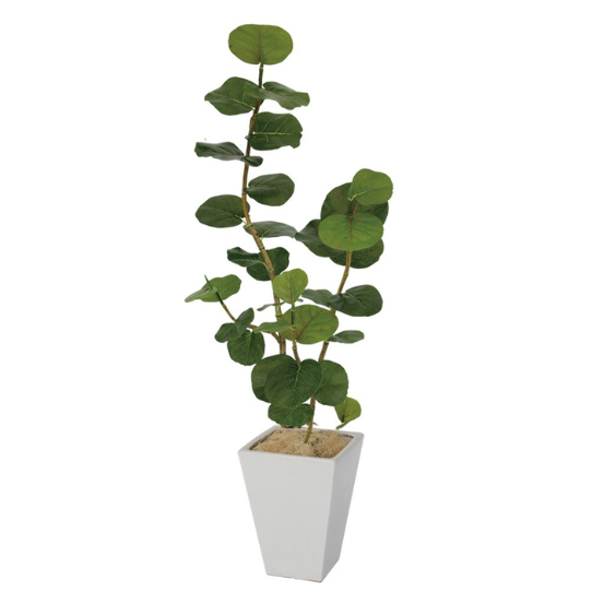 �����ȥ��꡼�󡡥������졼�ס���ƫ��ȭ�դ���