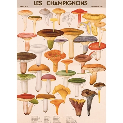 ꥫCAVALLINI꡼ˡåԥ󥰥ڡѡΥ