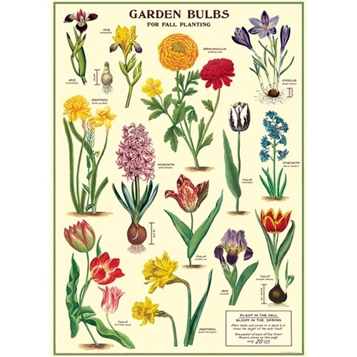 ����ꥫ��CAVALLINI���������꡼�ˡ���åԥ󥰥ڡ��ѡ���GARDEN BULBS