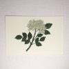 米津祐介　Yusuke Yonezu　ポストカード　「Elder flower」　エルダーフラワー