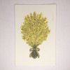 米津祐介　Yusuke Yonezu　ポストカード　「Mimosa」　ミモザ