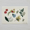 米津祐介　Yusuke Yonezu　ポストカード　フラワー