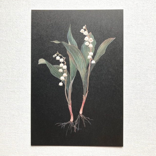 åɥեsasaki megumi ᤰߡݥȥɡ