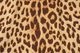 STAR OF HOLLYWOOD ֥ϥꥦå Ⱦµ  HIGH DENSITY RAYON OPEN SHIRT  "LEOPARD"  SH39490