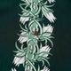 SUN SURF ���󥵡��� Ⱦµ �����ϥ���� RAYON HAWAIIAN SHIRT ��NIGHT BLOOMING CEREUS BORDER�� SS39612