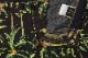 SCOTCH&SODA �����å�����ɥ����� ���硼�� �ϡ��եѥ�� 292-52512