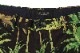 SCOTCH&SODA �����å�����ɥ����� ���硼�� �ϡ��եѥ�� 292-52512