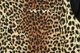 STYLE EYES �������륢���� Ĺµ ����� FLANNEL SPORT SHIRT  ��LEOPARD��PLAIN�� SE29576