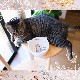 ž�̻� ��Dog&Cat Word-�ɥå�&����åȥ�ɡ� A4