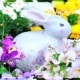 �ڤ������åȡ�ž�̻��Blooming bouquet & rabbit��2�糧�å�