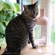 �ڤ������å�����ۥ��饹��ž�̻��CAT LOVER A&B�١ڥ����ƥ��оݾ��ʡ�