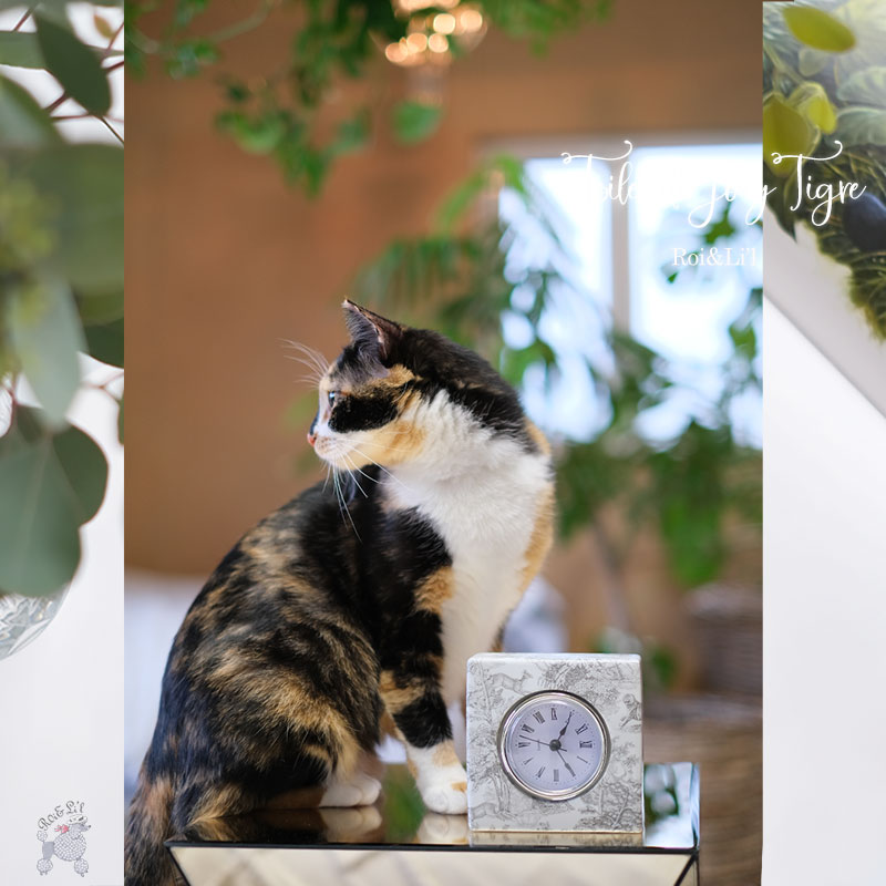 ž�̻� ��Toile de Jouy Tigre/Gray-�ȥ��ɥ��奤��������/���졼��A3