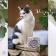 ž�̻� ��Toile de Jouy Tigre/Gray-�ȥ��ɥ��奤��������/���졼��A3