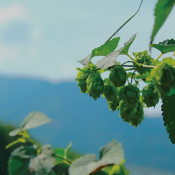 【限定醸造】Nagahama Fresh Hop IPA 6本セット 姫S